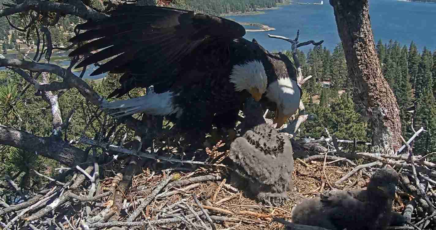 Adult bald eagle tending its two fluffy eaglets in a large nest high in a pine tree overlooking a lake and forested shoreline.