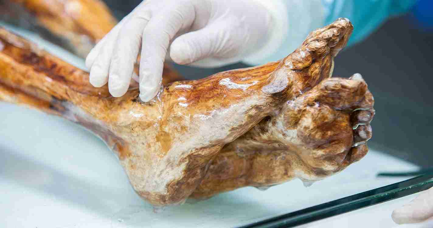 Gloved hand handling a large roasted animal leg on a glass counter with a clean surface nearby.