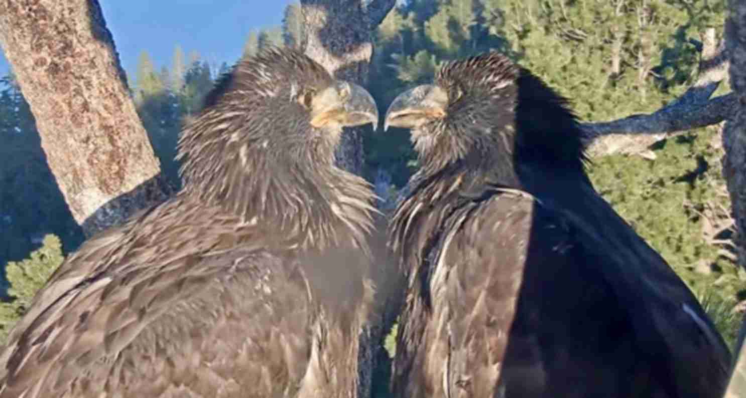 Two large dark-feathered birds of prey facing each other on a tree branch in a forest backdrop.