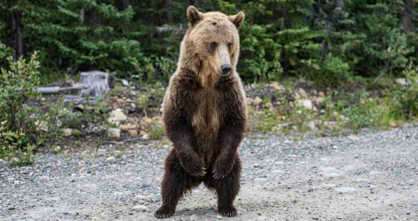 Brown bear standing upright on a rocky trail with a forest backdrop