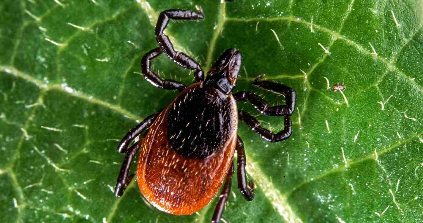 Tick with black shield and orange abdomen on a green leaf?