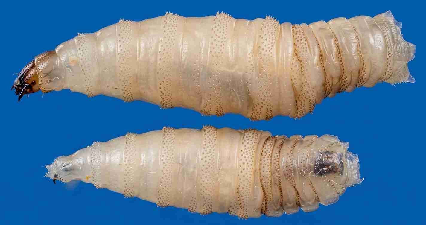 Two white insect pupae/cocoons with segmented bands lying side by side on a blue background.