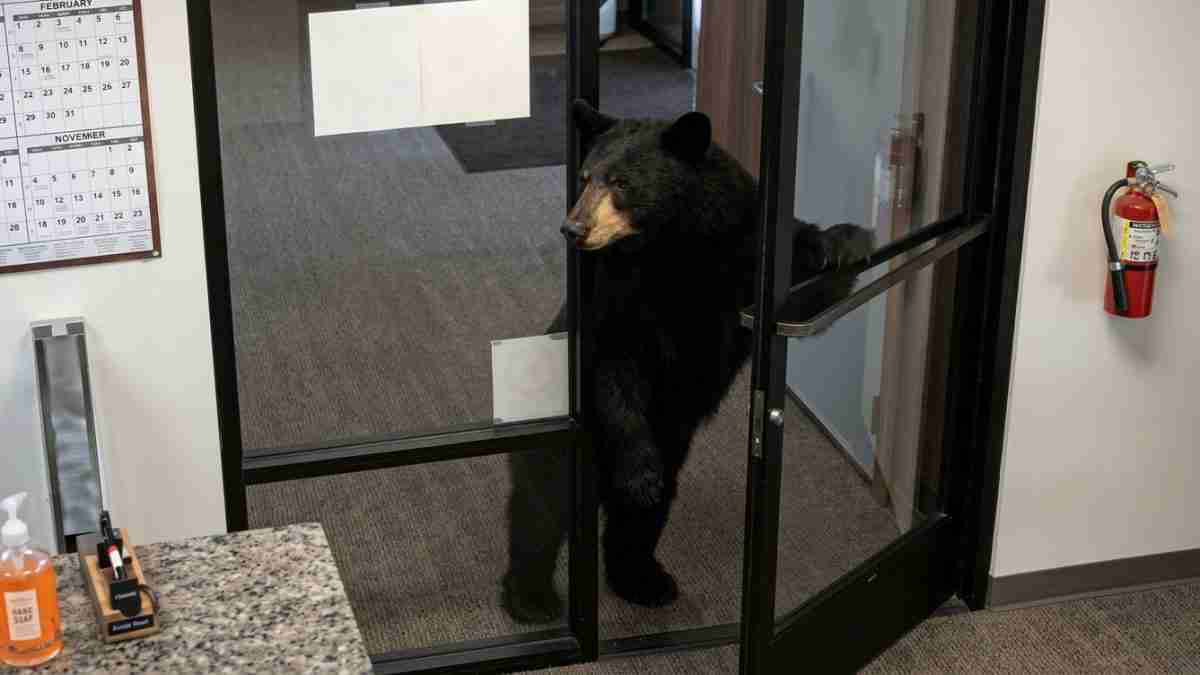 A bear stands on its hind legs at a glass office door, looking inside from the doorway.
