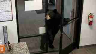 A bear stands on its hind legs at a glass office door, looking inside from the doorway.
