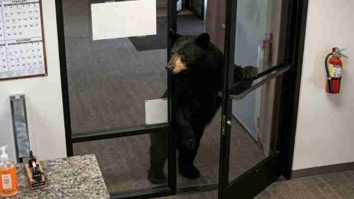 A bear stands on its hind legs at a glass office door, looking inside from the doorway.