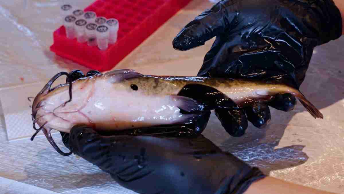 Gloved hands hold a pale eel-like fish with whiskers on a lab bench, with test tubes in a red rack in the background.
