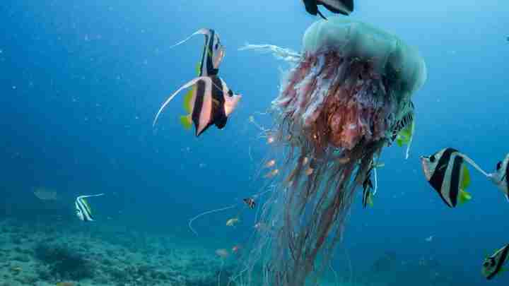 Large jellyfish with long tentacles drifts through blue ocean, surrounded by colorful tropical fish.