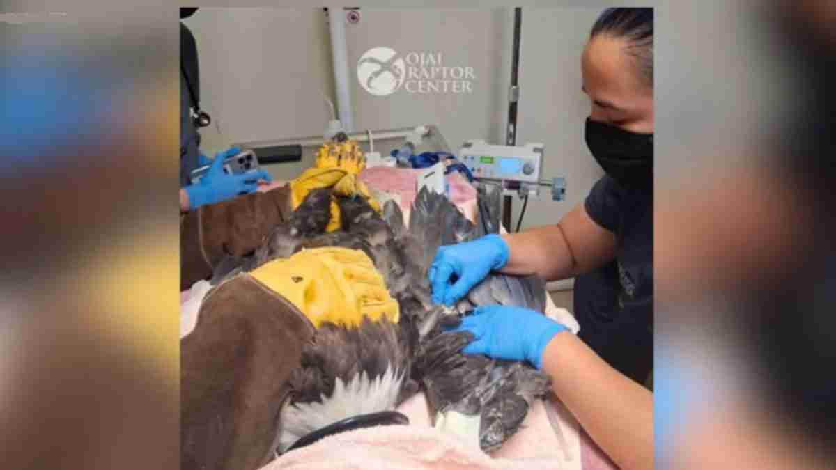 Vets in blue gloves treat a large bird of prey on a table in a clinical setting at a raptor center.