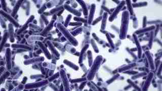 Purple rod-shaped bacteria suspended in a light blue medium, viewed under magnification (informative micrograph).
