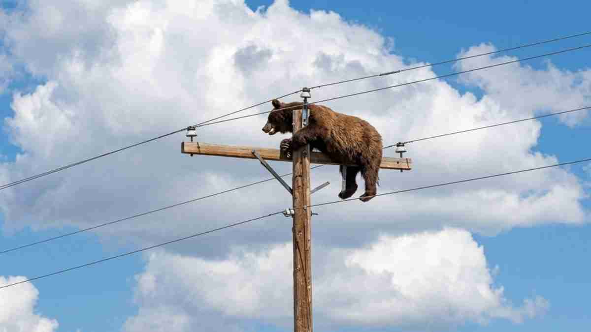 Brown bear resting on a wooden utility pole with power lines against a bright blue sky with clouds.