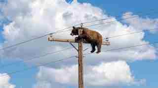 Brown bear resting on a wooden utility pole with power lines against a bright blue sky with clouds.