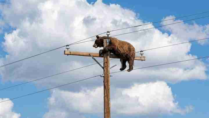 Brown bear resting on a wooden utility pole with power lines against a bright blue sky with clouds.