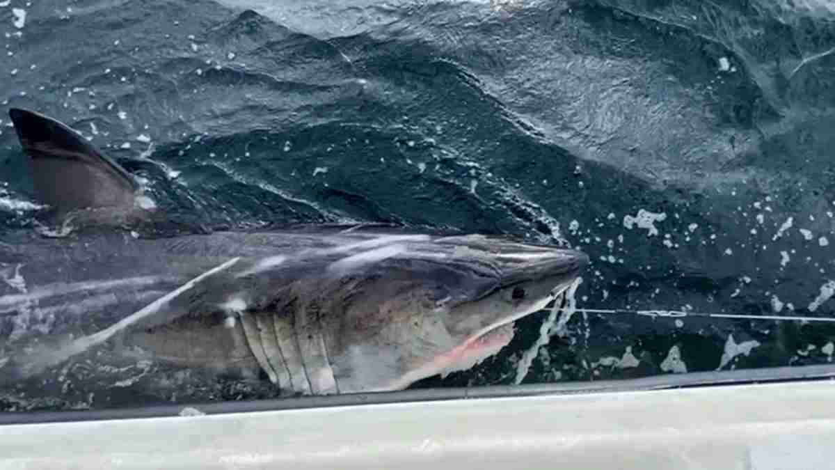 Large shark pressed against a boat window, head and fin visible as dark water splashes around.