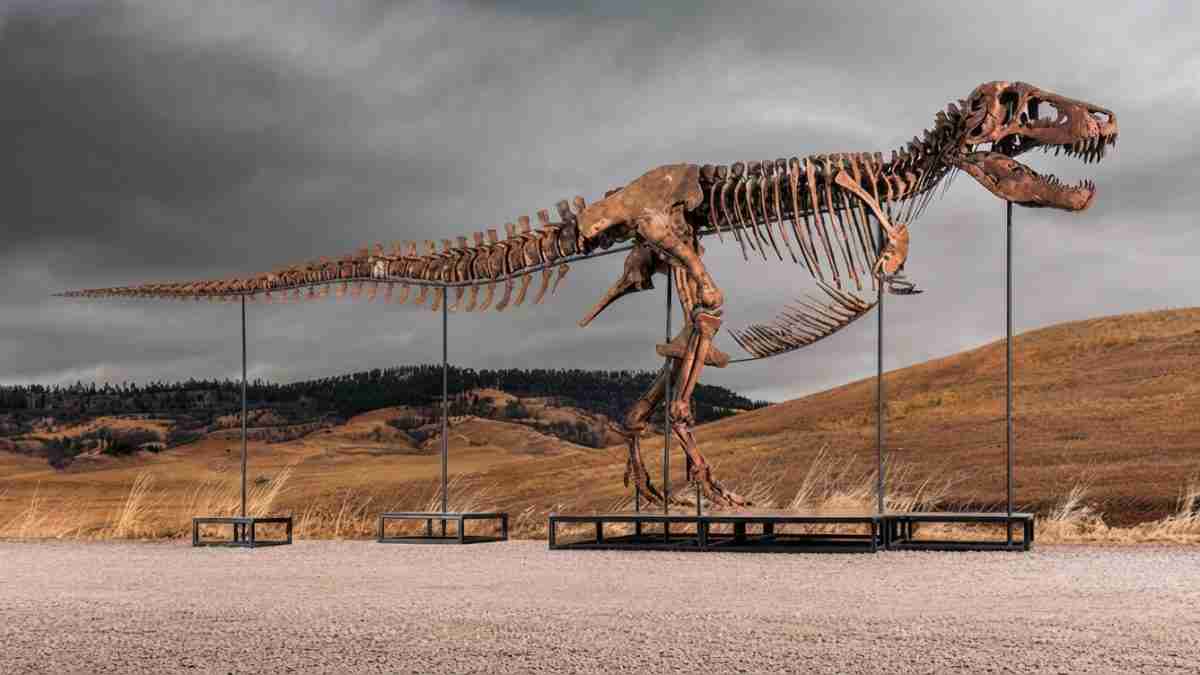 Giant Tyrannosaurus rex skeleton statue mounted on metal supports in a dry grassland under a cloudy sky.
