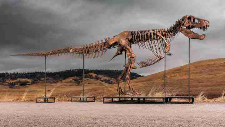 Giant Tyrannosaurus rex skeleton statue mounted on metal supports in a dry grassland under a cloudy sky.