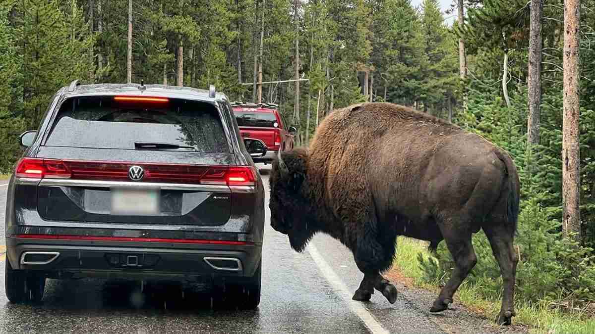 Adult bison steps onto a wet forest road beside a black SUV, blocking traffic as a red truck follows behind.
