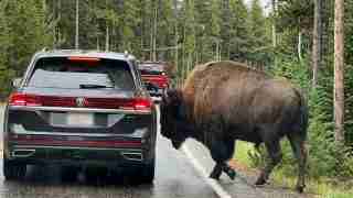 Adult bison steps onto a wet forest road beside a black SUV, blocking traffic as a red truck follows behind.