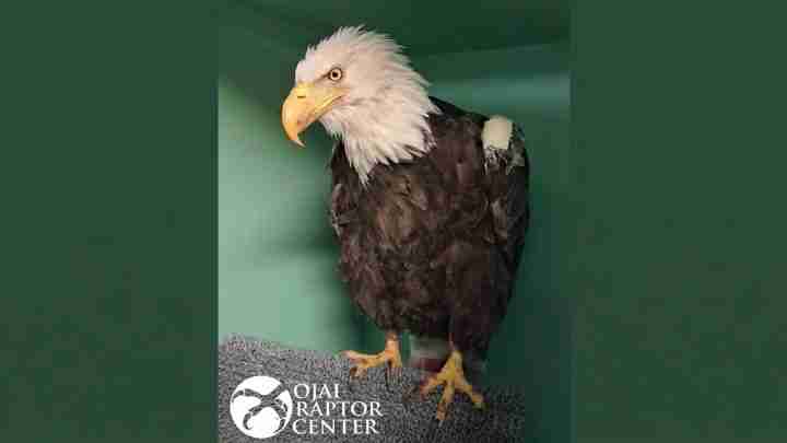Bald eagle perched on a textured perch inside a green enclosure at the Ojai Raptor Center, logo visible in the corner.