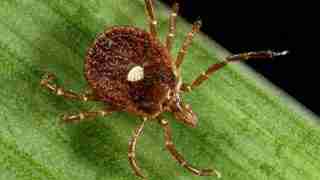 Close-up of a brown tick on a green leaf, showing its segmented legs and oval body on the surface.